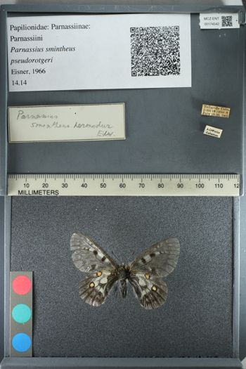 Media type: image;   Entomology 174542